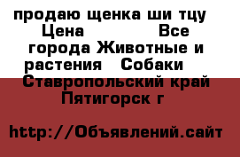 продаю щенка ши-тцу › Цена ­ 10 000 - Все города Животные и растения » Собаки   . Ставропольский край,Пятигорск г.